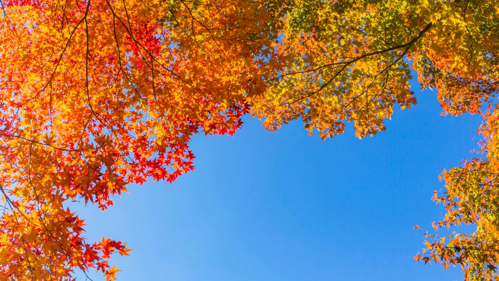 Sunny Friday in Twin Cities with mostly dry Halloween weekend — Brooklyn Park Sports news