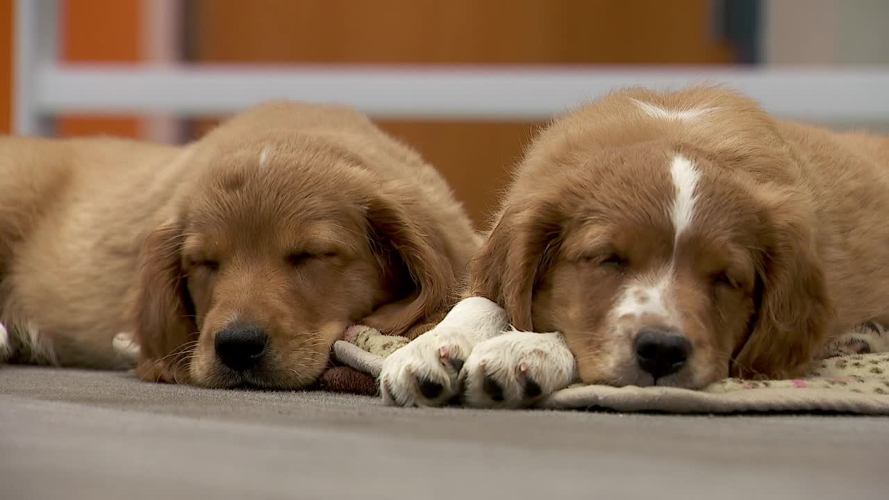 36 dogs rescued from unlicensed breeder in Cass County — Brooklyn Park Community news